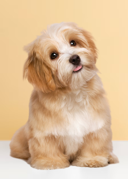 Blue Buffalo Pet Food