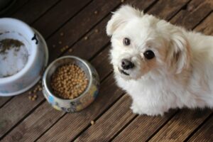 Blue Buffalo Pet Food