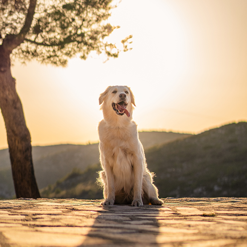 Vertical shot of a cute labrador dog sitting on a mountain during sunset A vertical shot of a cute labrador dog sitting on a mountain during sunset
