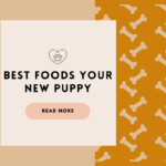 Blue Buffalo Puppy Dog Food Reviews