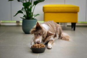 Best Dog Food for Allergies and Yeast Infections