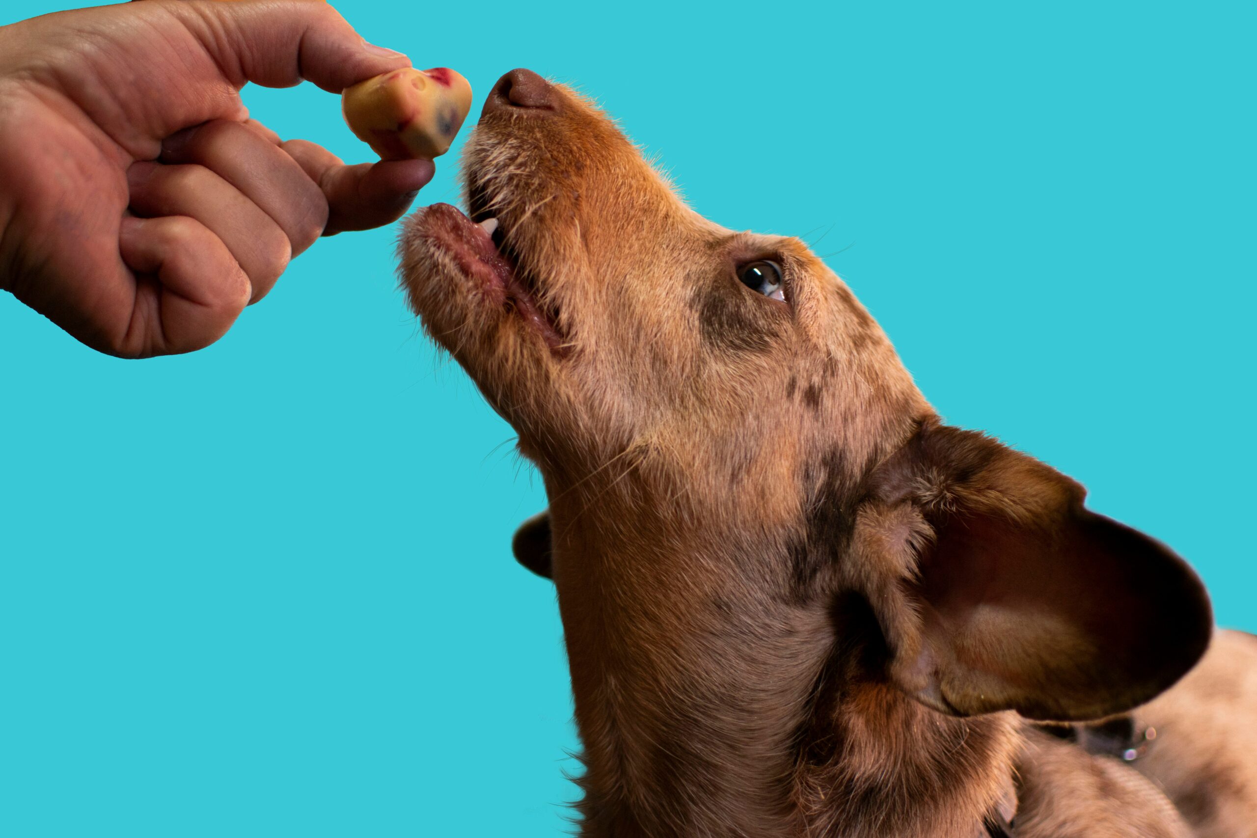 Taste of the Wild Dog Food Grain Free: Is It Truly Wild & Worth It?