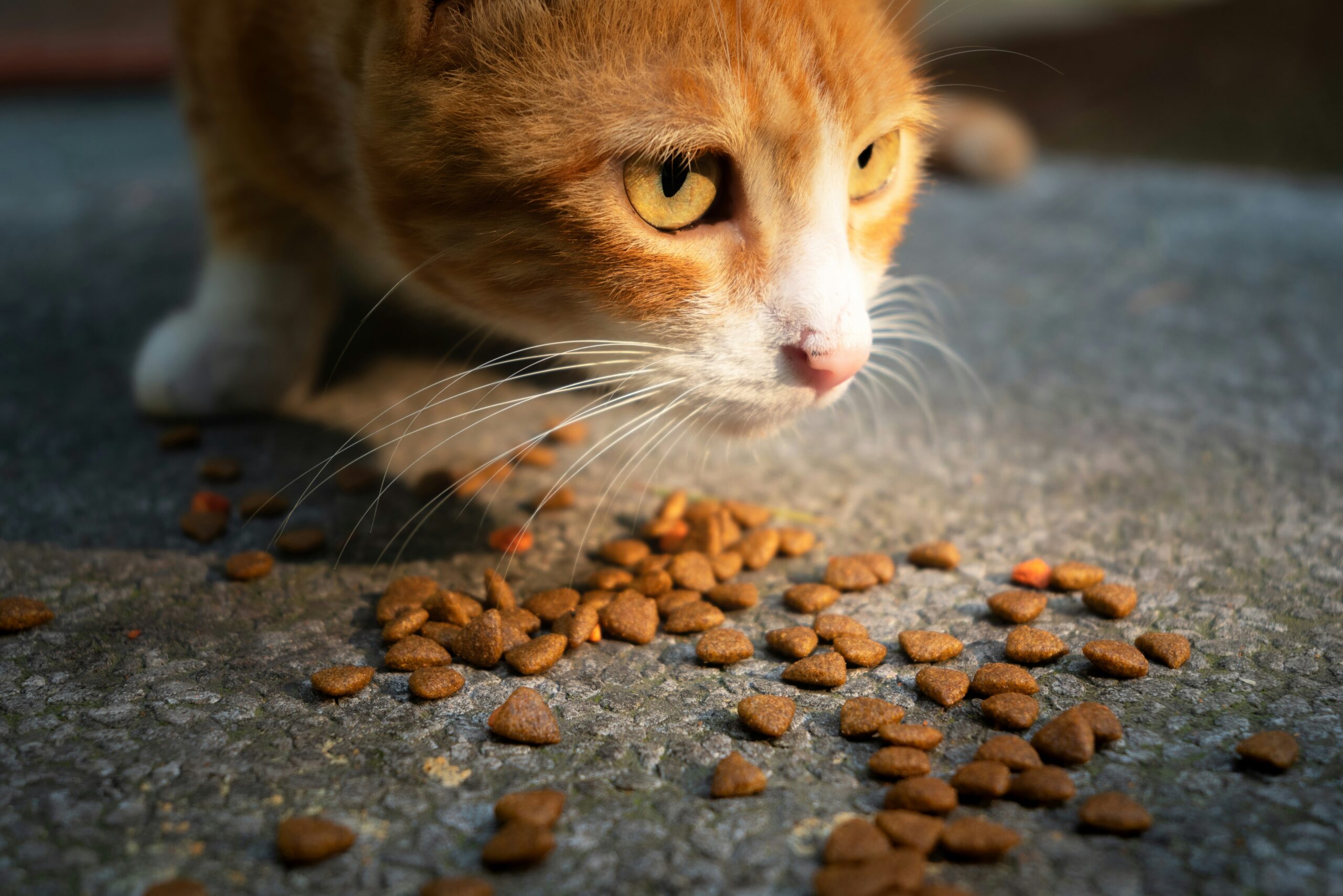 Best Cat Foods for Sensitive Stomachs