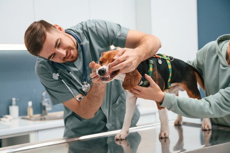 Check up day_ Dog in veterinary clinic with two doctors stock image Blue Buffalo Pet Food Reviews