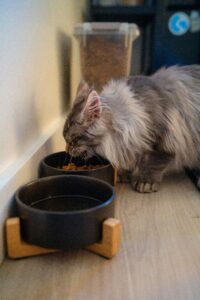 Cat Food Reviews