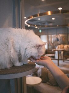 Cat Food Reviews