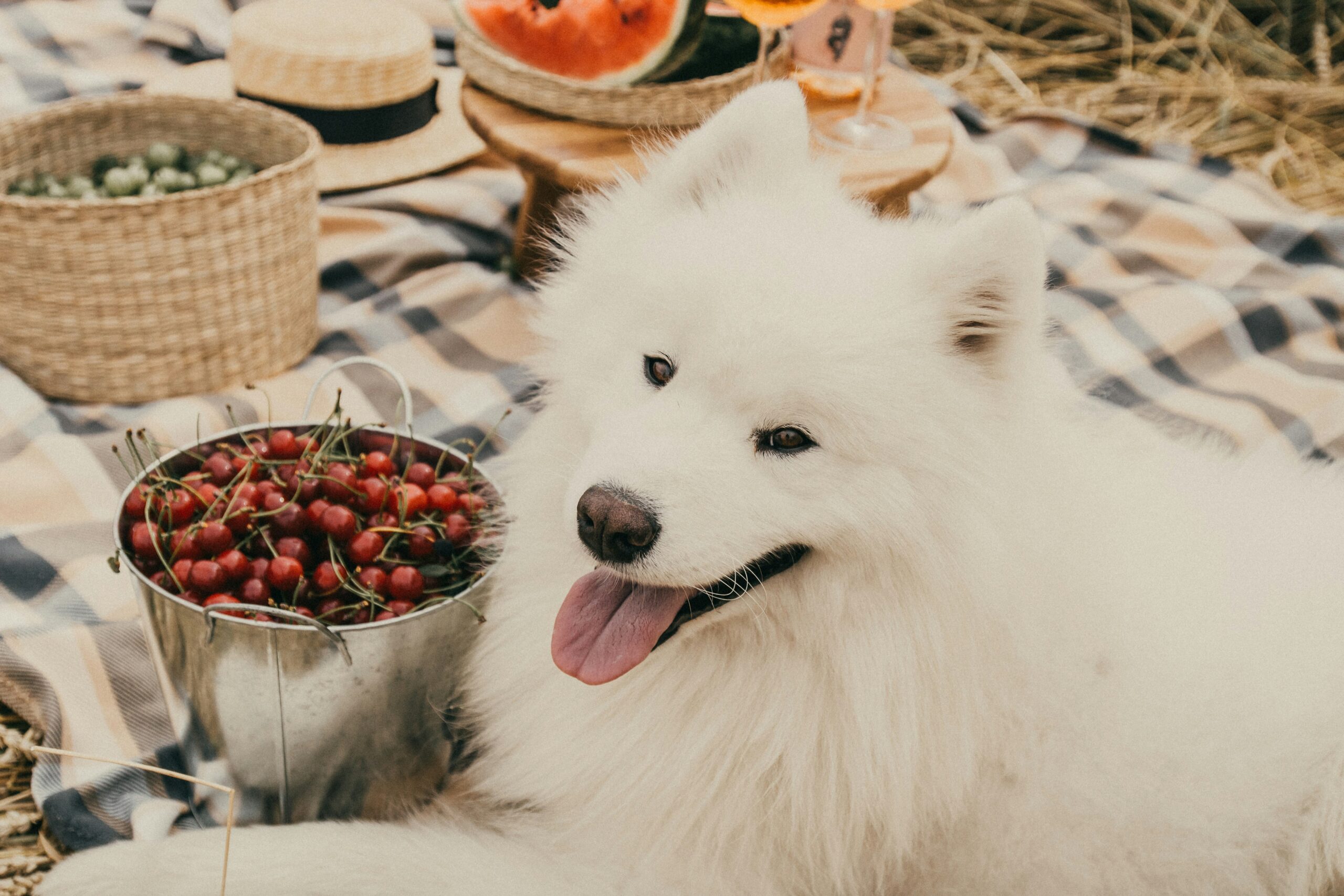 Beneful Dog Food Review