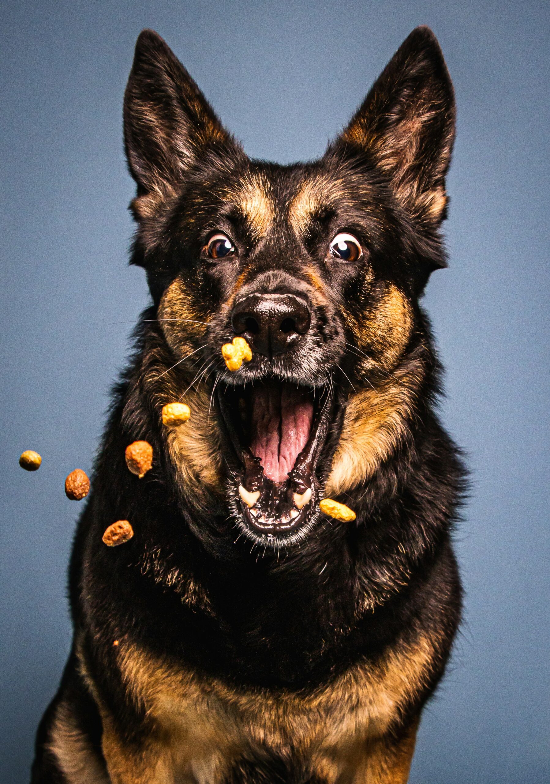 Blue Buffalo Senior Dog Food Reviews